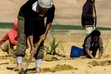 Des travailleurs agricoles labourent le sol dans un paysage désertique.