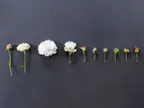 Une rangée de fleurs et bourgeons de différentes tailles sur fond noir.