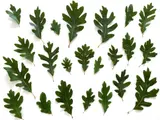 Feuilles de chêne disposées sur un fond blanc, variées en taille et en forme.